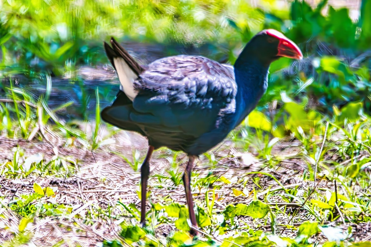 Australasian Swamphen - ML642744059