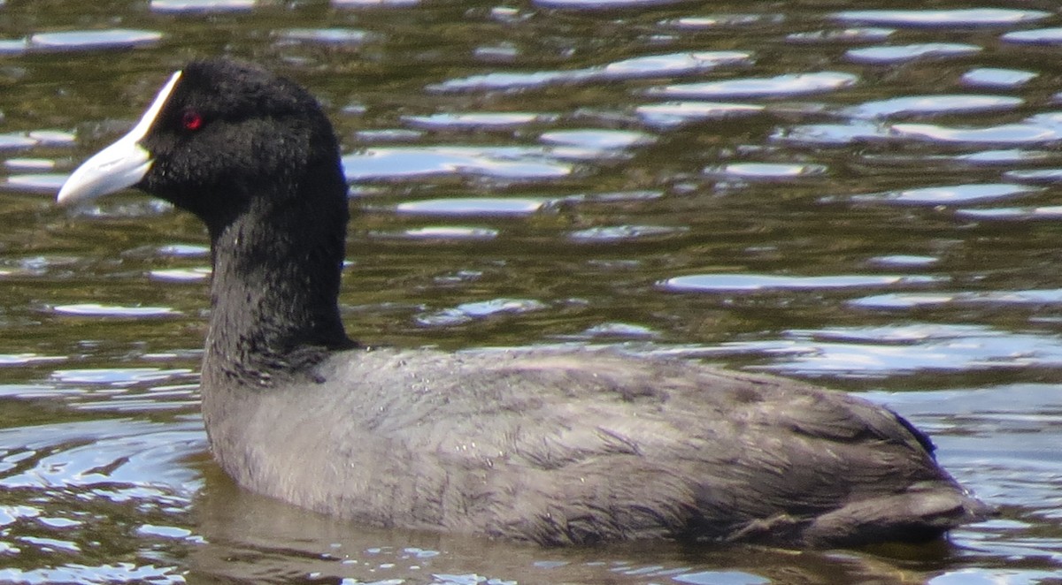 Eurasian Coot - ML642744060
