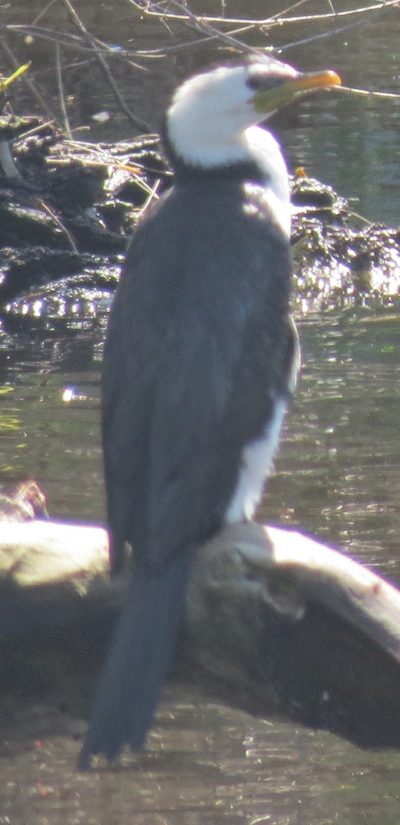 Little Pied Cormorant - ML642744069
