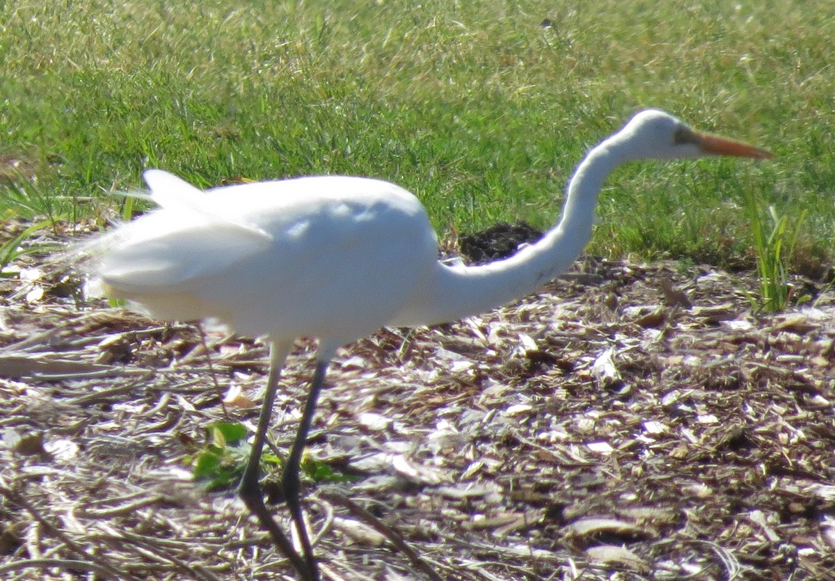 Great Egret (modesta) - ML642744074
