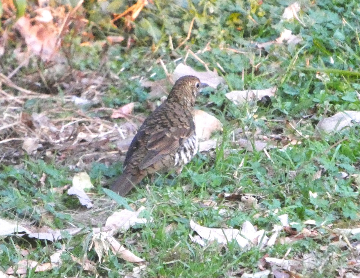 Bassian Thrush - ML642744075