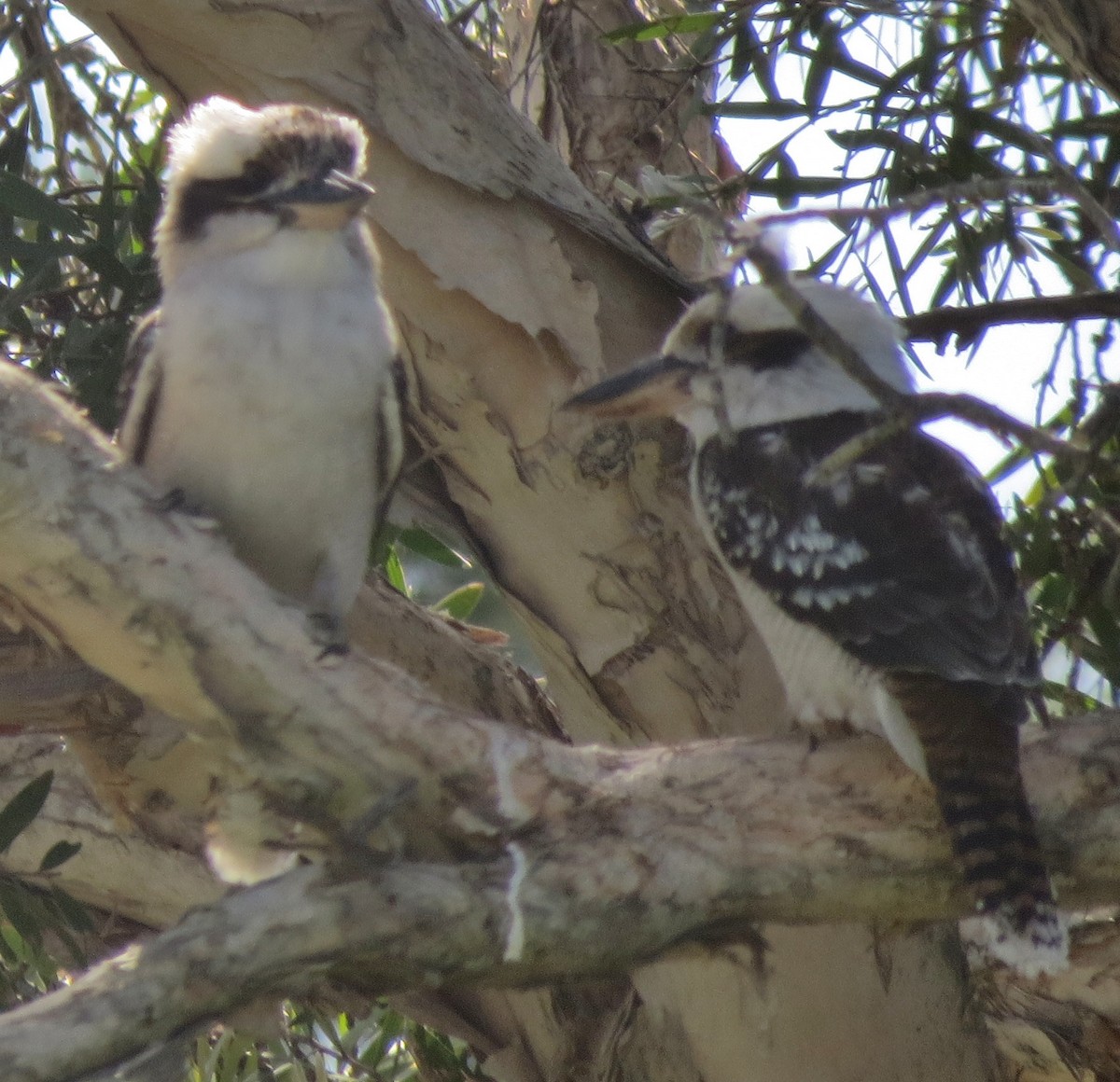 Laughing Kookaburra - ML642744077