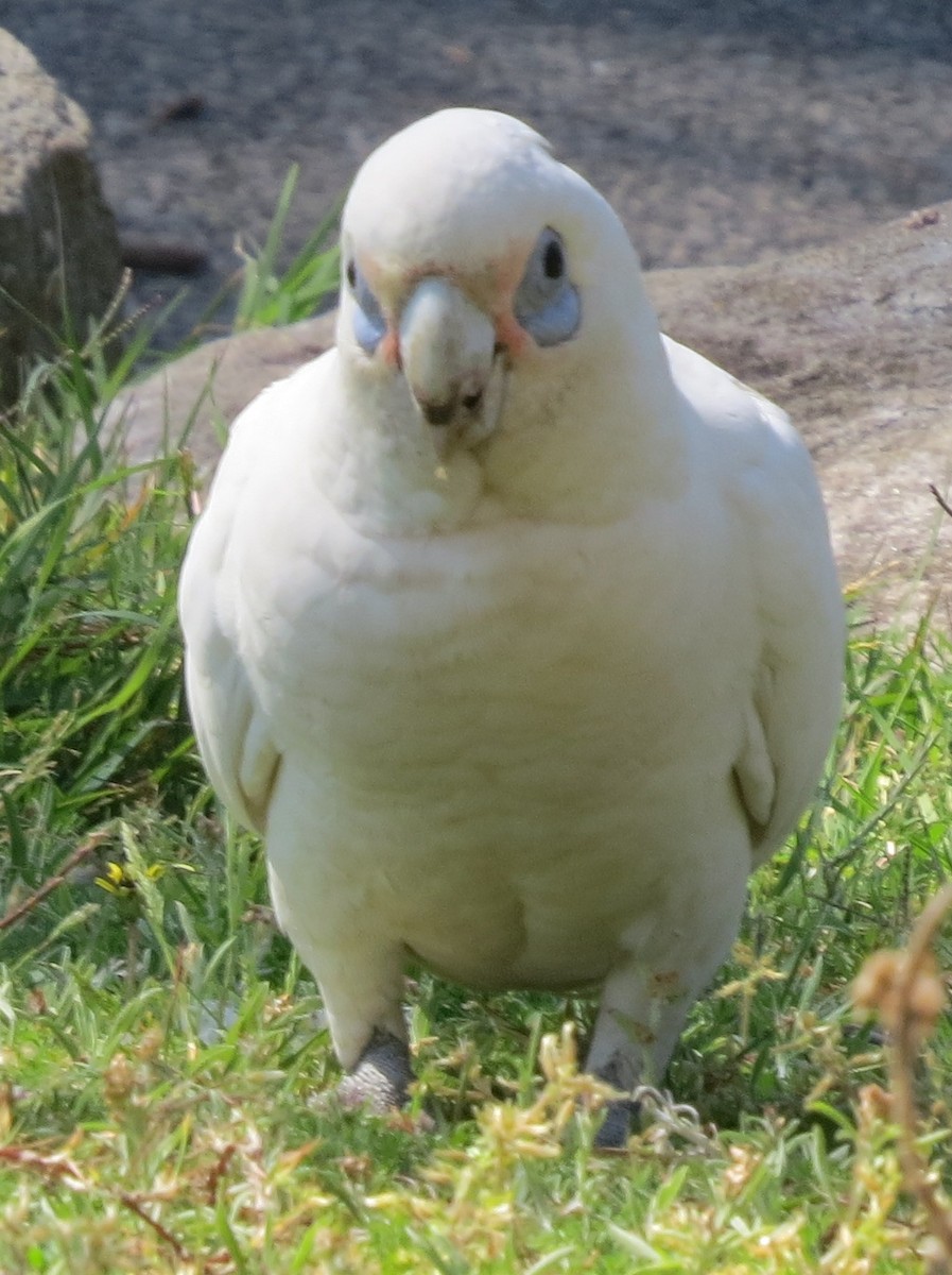 Little Corella - ML642744081