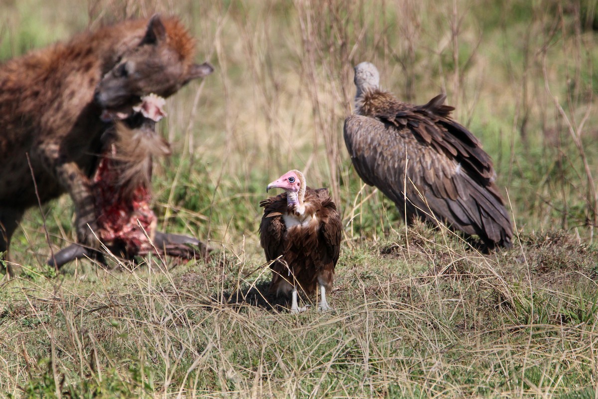Hooded Vulture - ML642744082