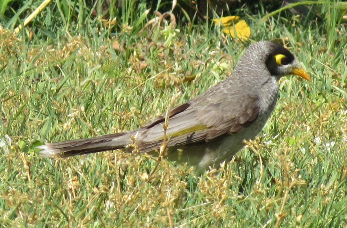 Noisy Miner - ML642744103