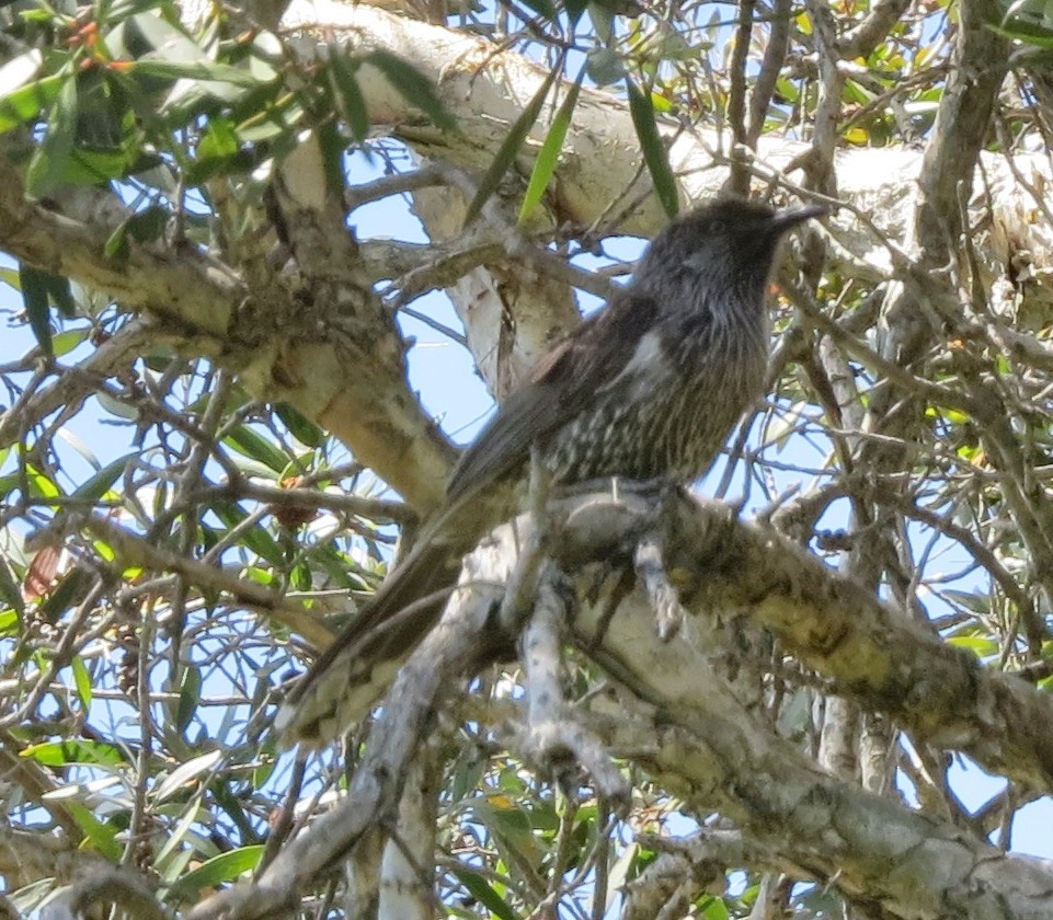 Little Wattlebird - ML642744105