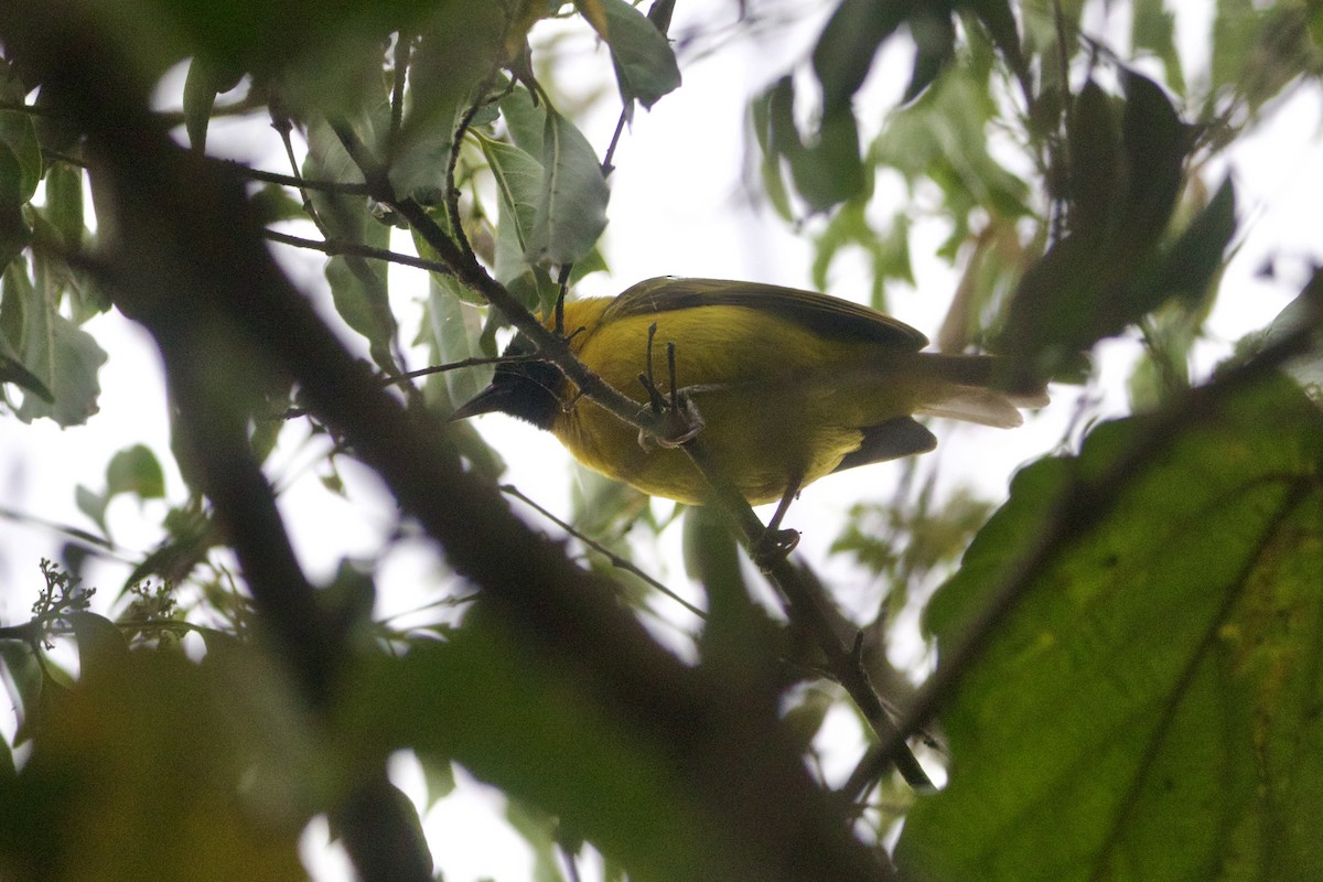 Slender-billed Weaver - ML642744107