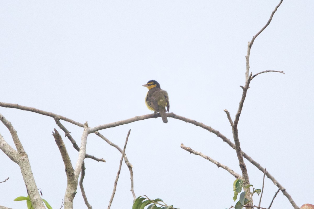 Black-necked Weaver - ML642744111