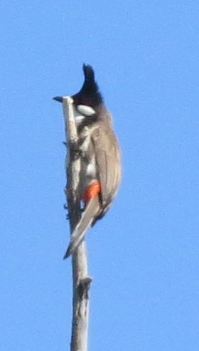 Red-whiskered Bulbul - ML642744117