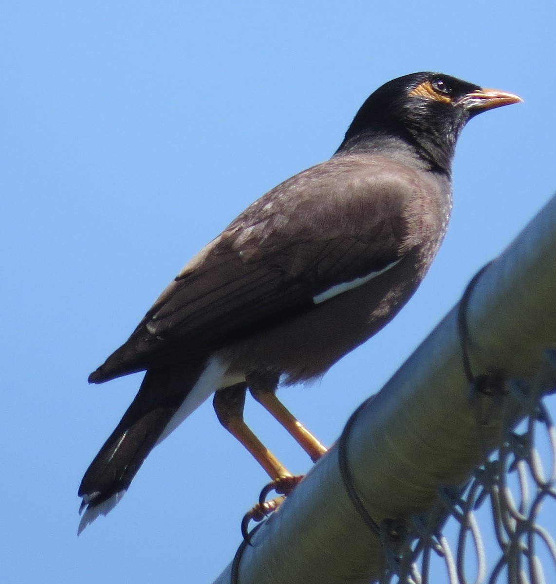 Common Myna - ML642744121