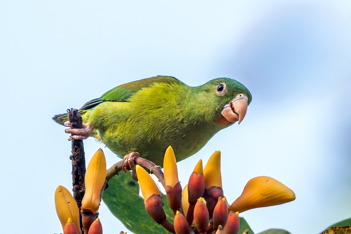 Orange-chinned Parakeet - ML642744144