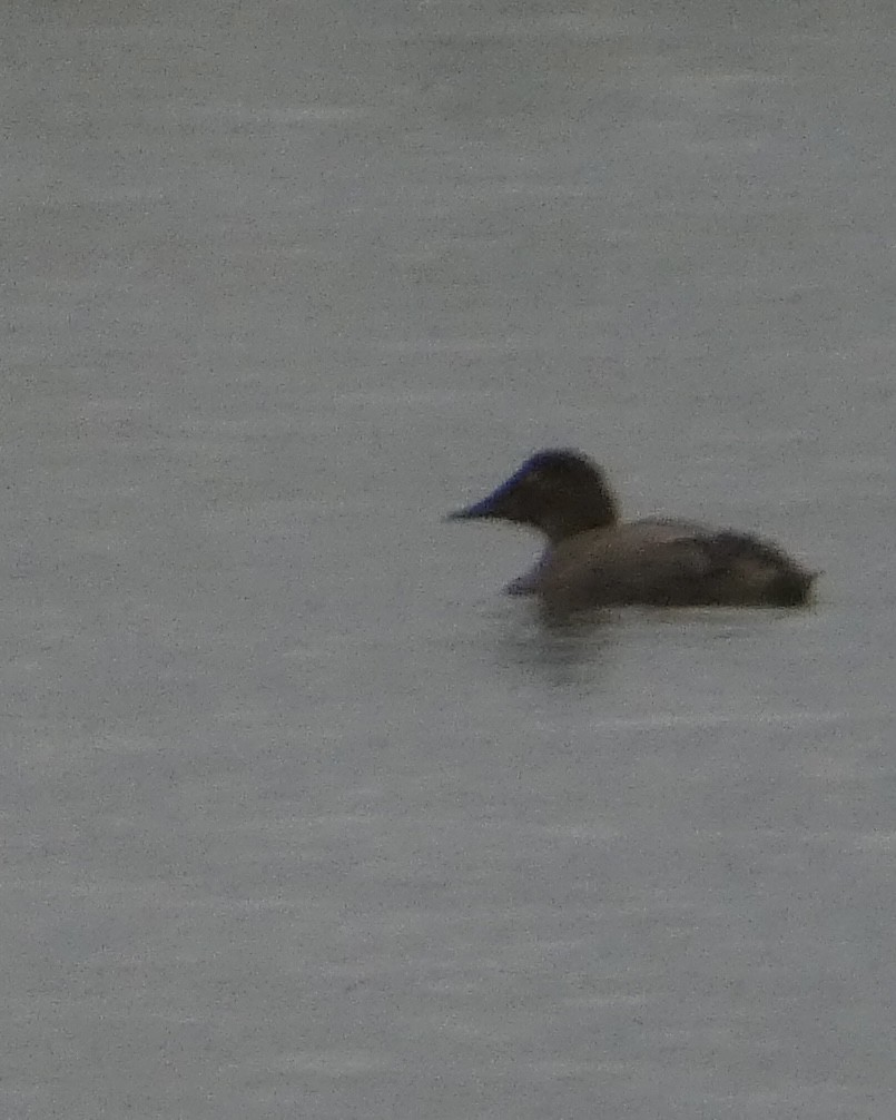 Canvasback - ML642744149