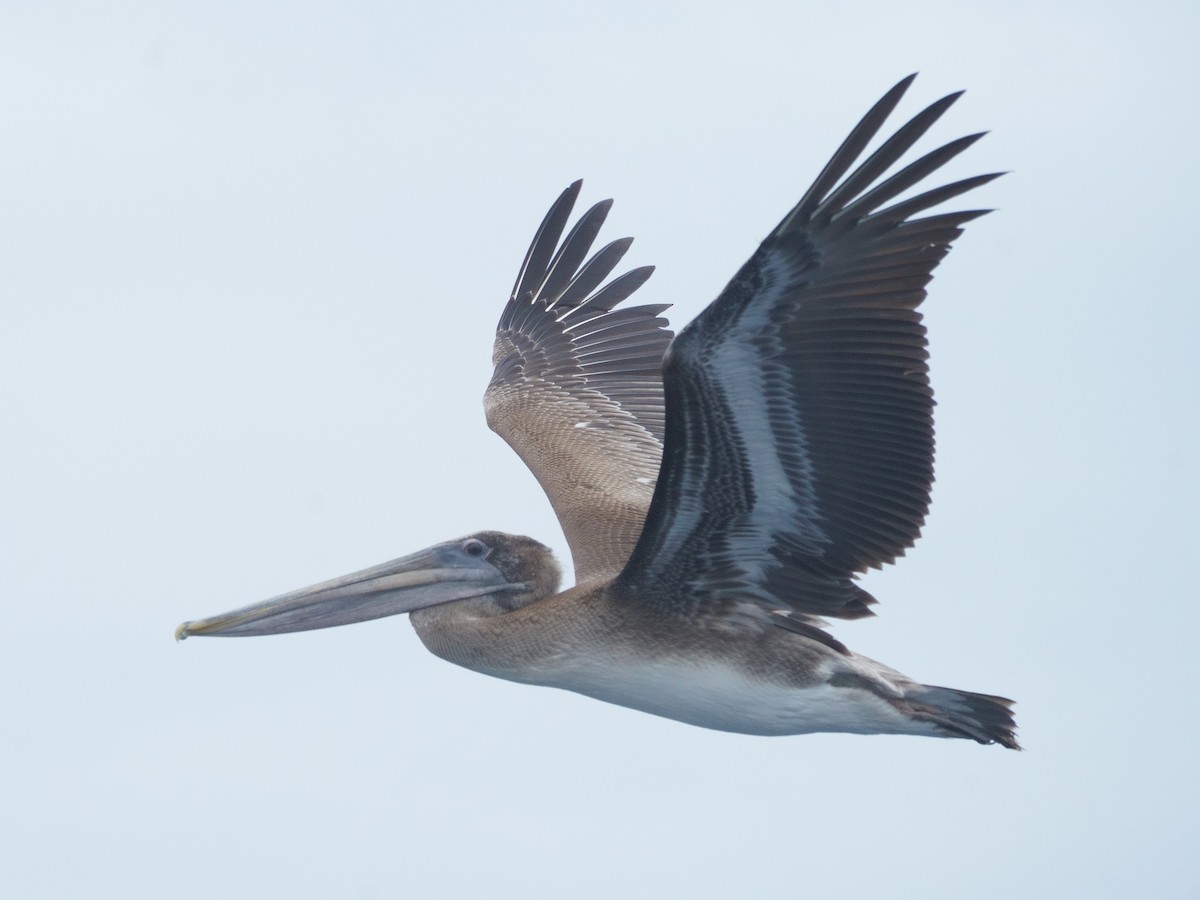 Brown Pelican - ML642744153