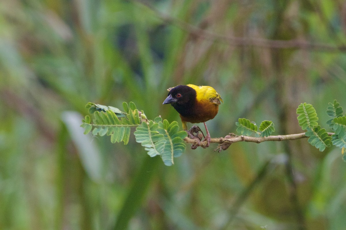 Golden-backed Weaver - ML642744154