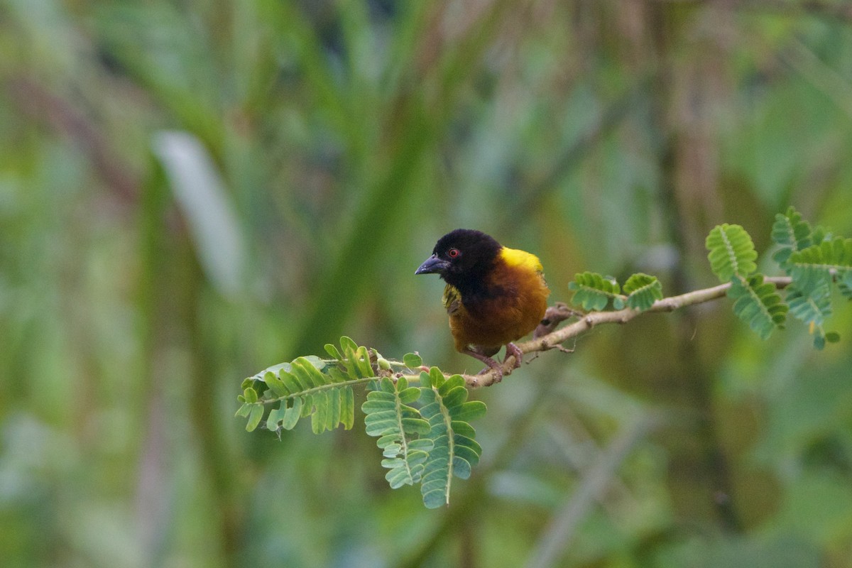 Golden-backed Weaver - ML642744155