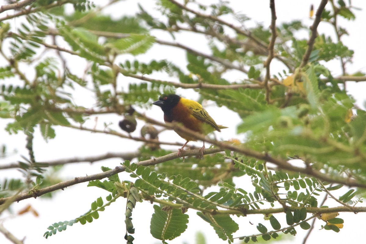 Golden-backed Weaver - ML642744156