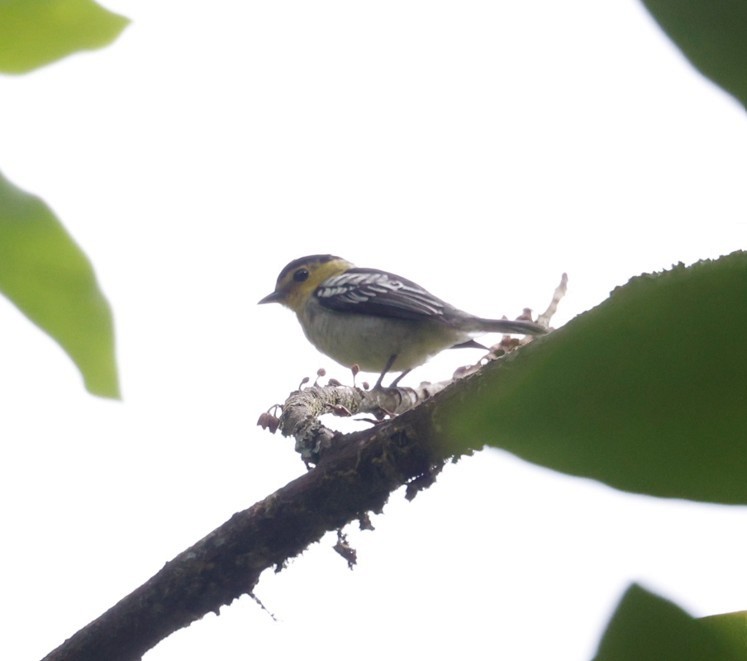 Barred Becard - ML642744157
