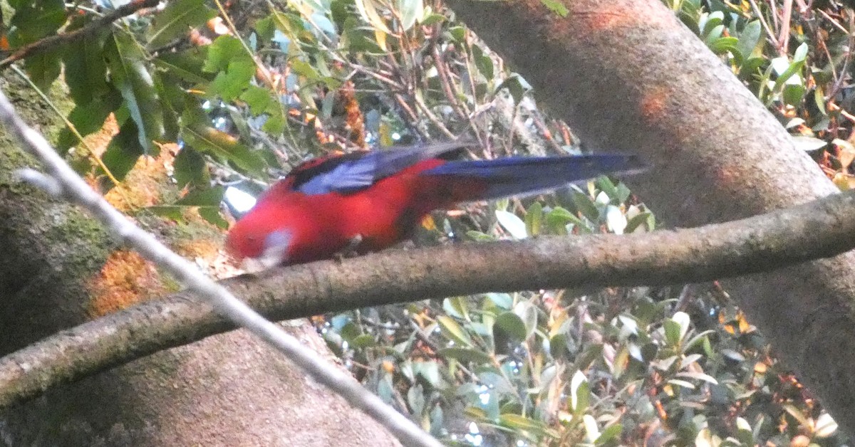 Crimson Rosella (Crimson) - ML642744158