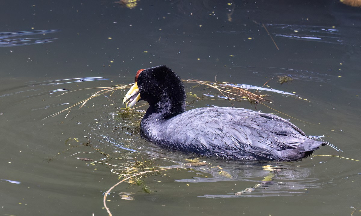 Slate-colored Coot - ML642744165