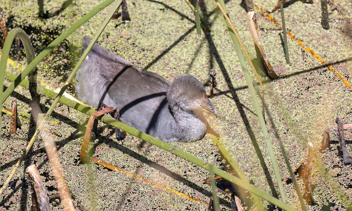 Slate-colored Coot - ML642744166