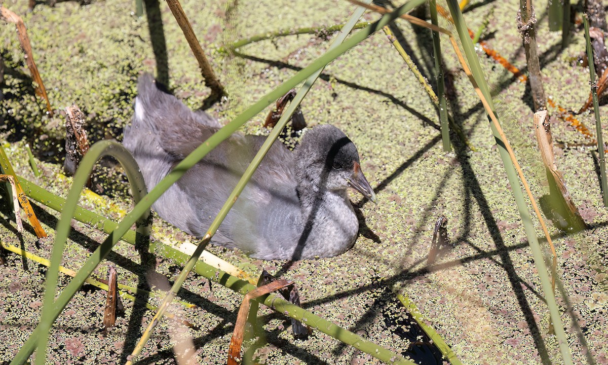 Slate-colored Coot - ML642744167