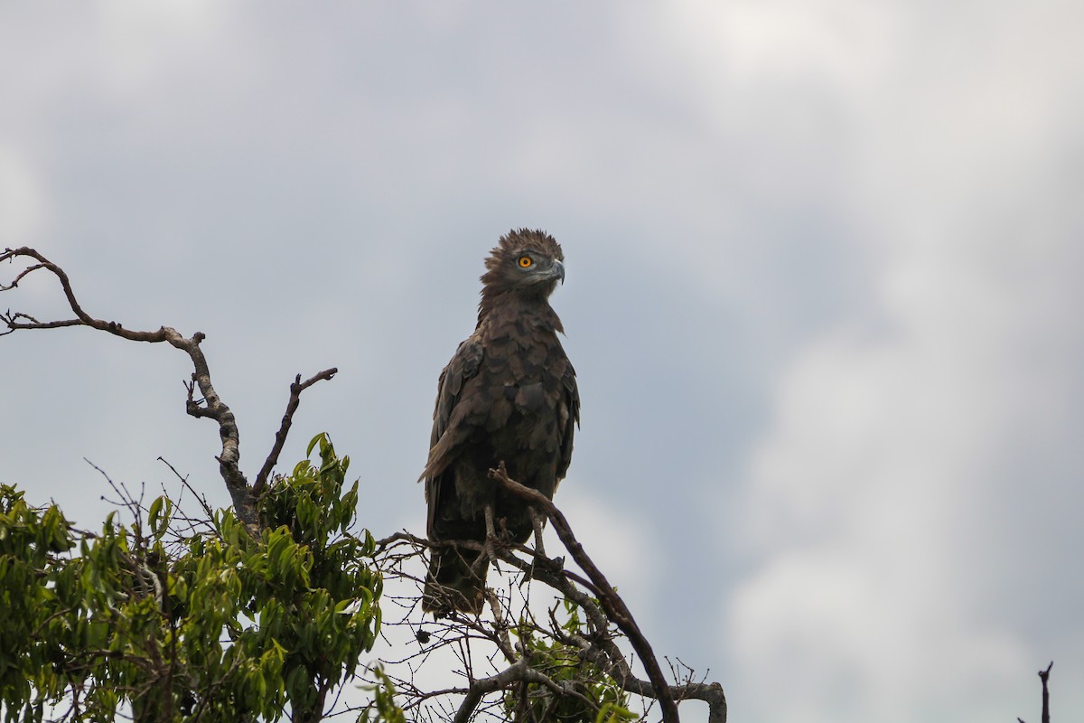 Brown Snake-Eagle - ML642744169
