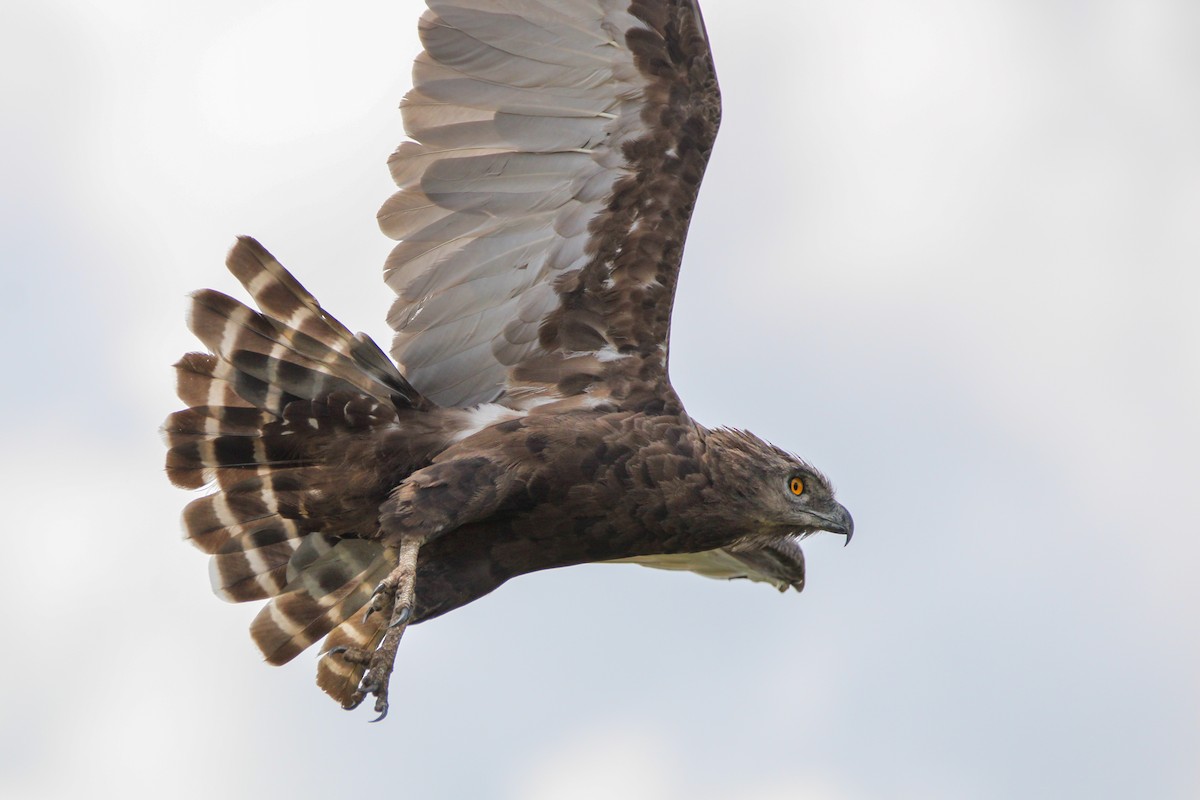 Brown Snake-Eagle - ML642744170