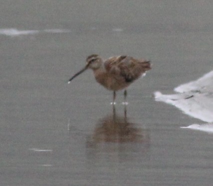 Long-billed Dowitcher - ML642744175