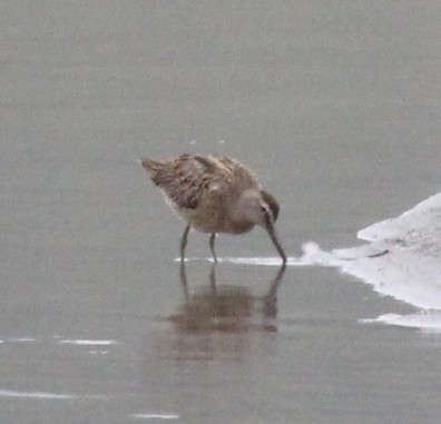 Long-billed Dowitcher - ML642744184