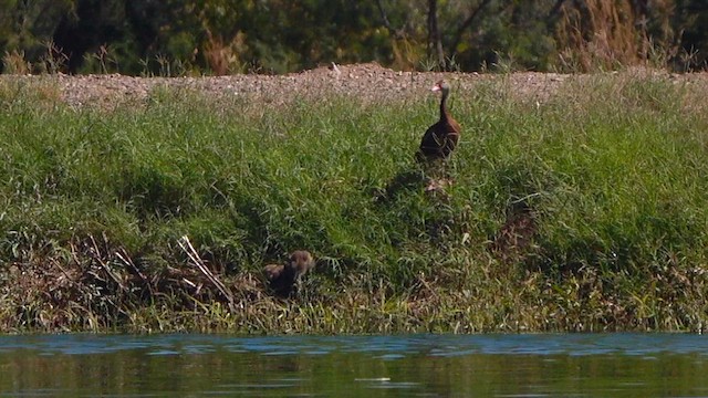 アカハシリュウキュウガモ - ML642744190
