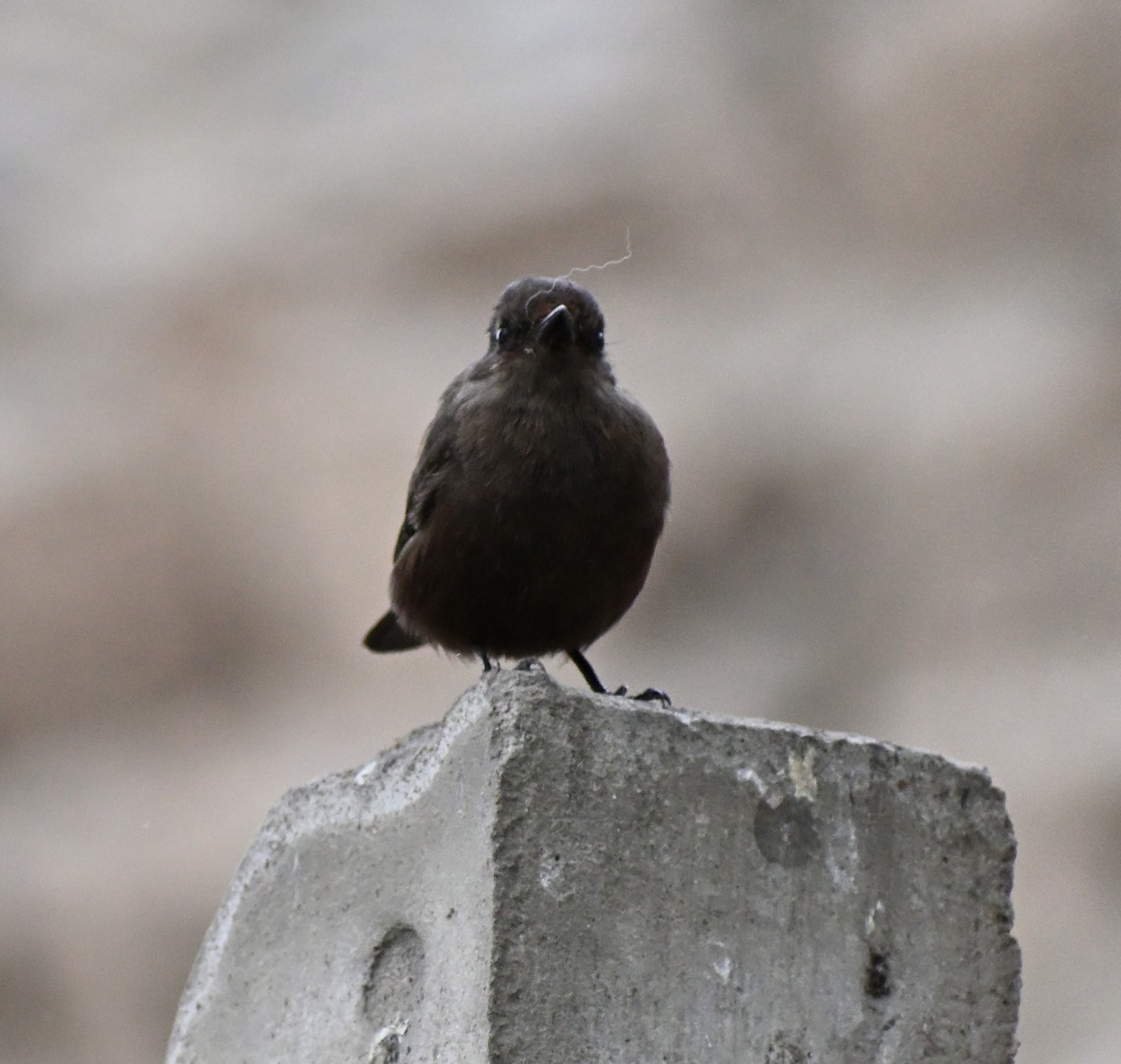 Vermilion Flycatcher (obscurus Group) - ML642744195
