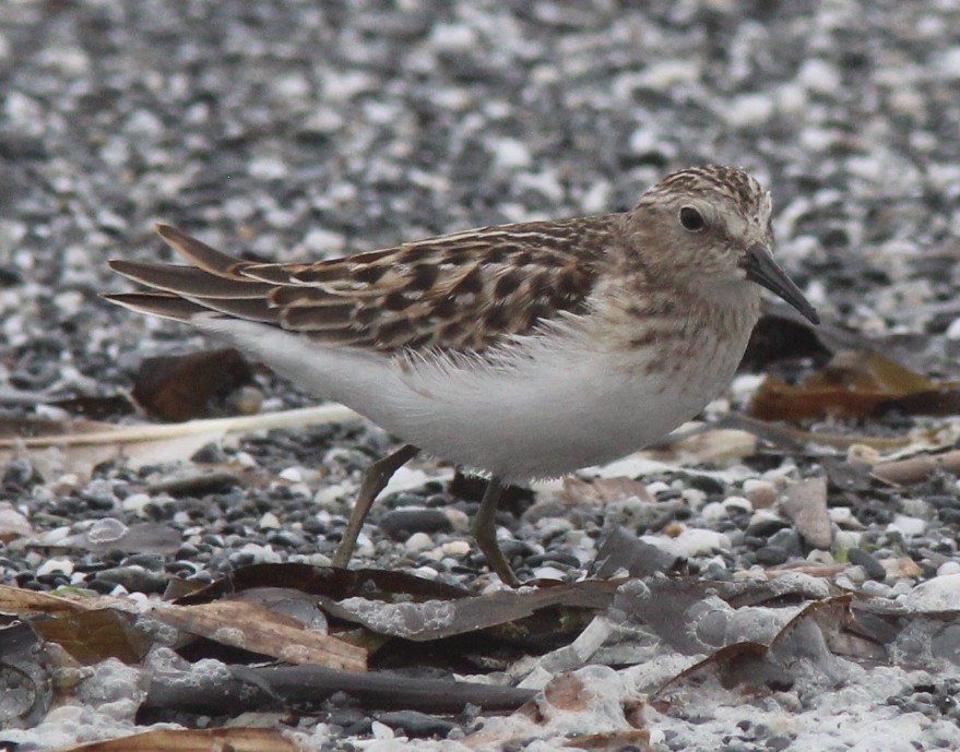 Least Sandpiper - ML642744198