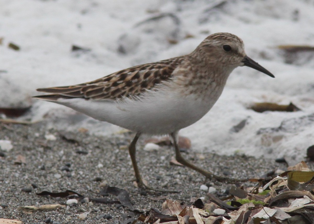 Least Sandpiper - ML642744199