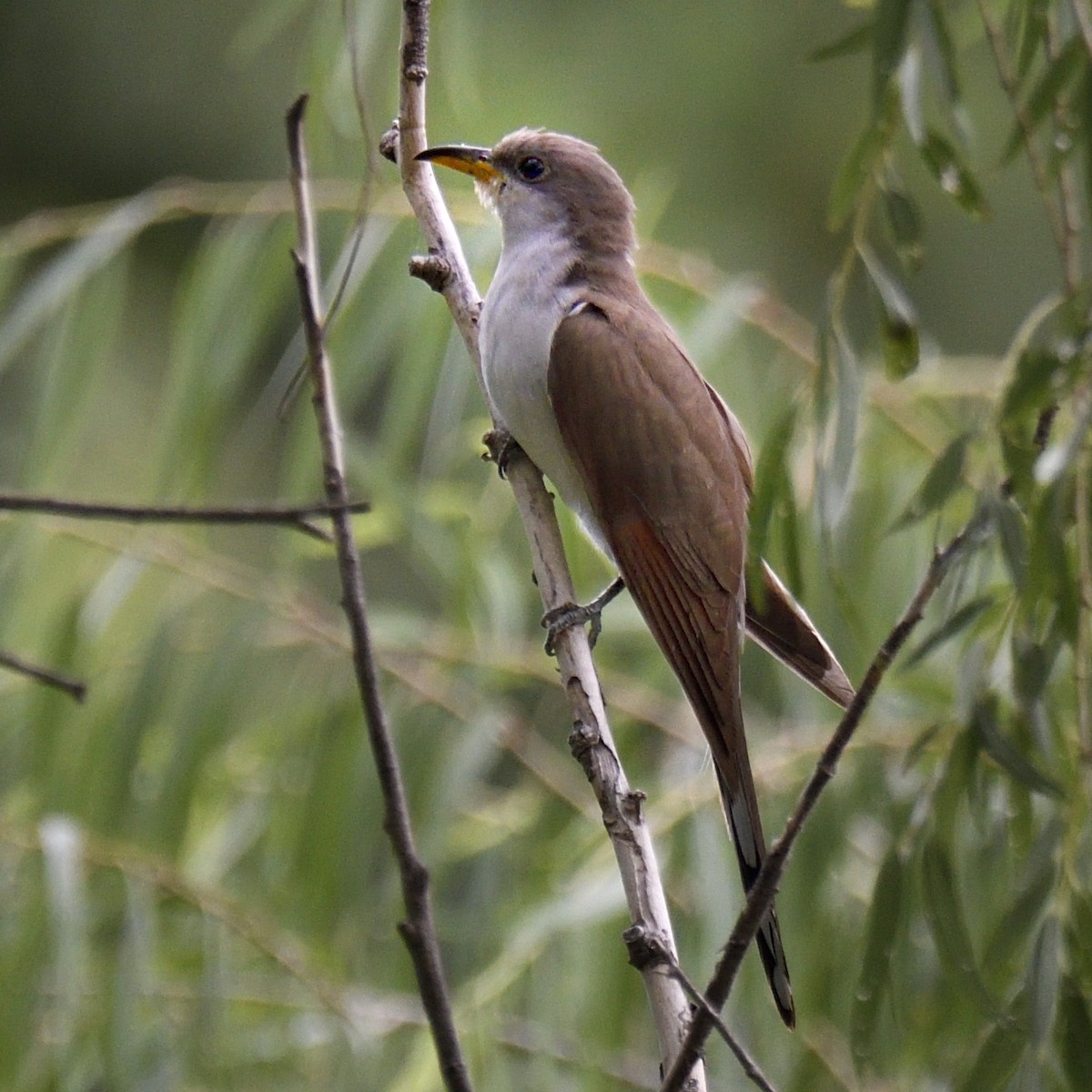 Желтоклювая пиайя - ML642744201