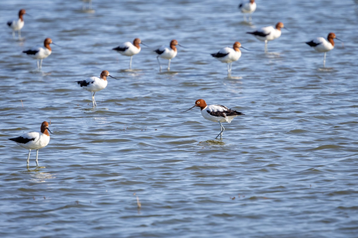 Red-necked Avocet - ML642744205