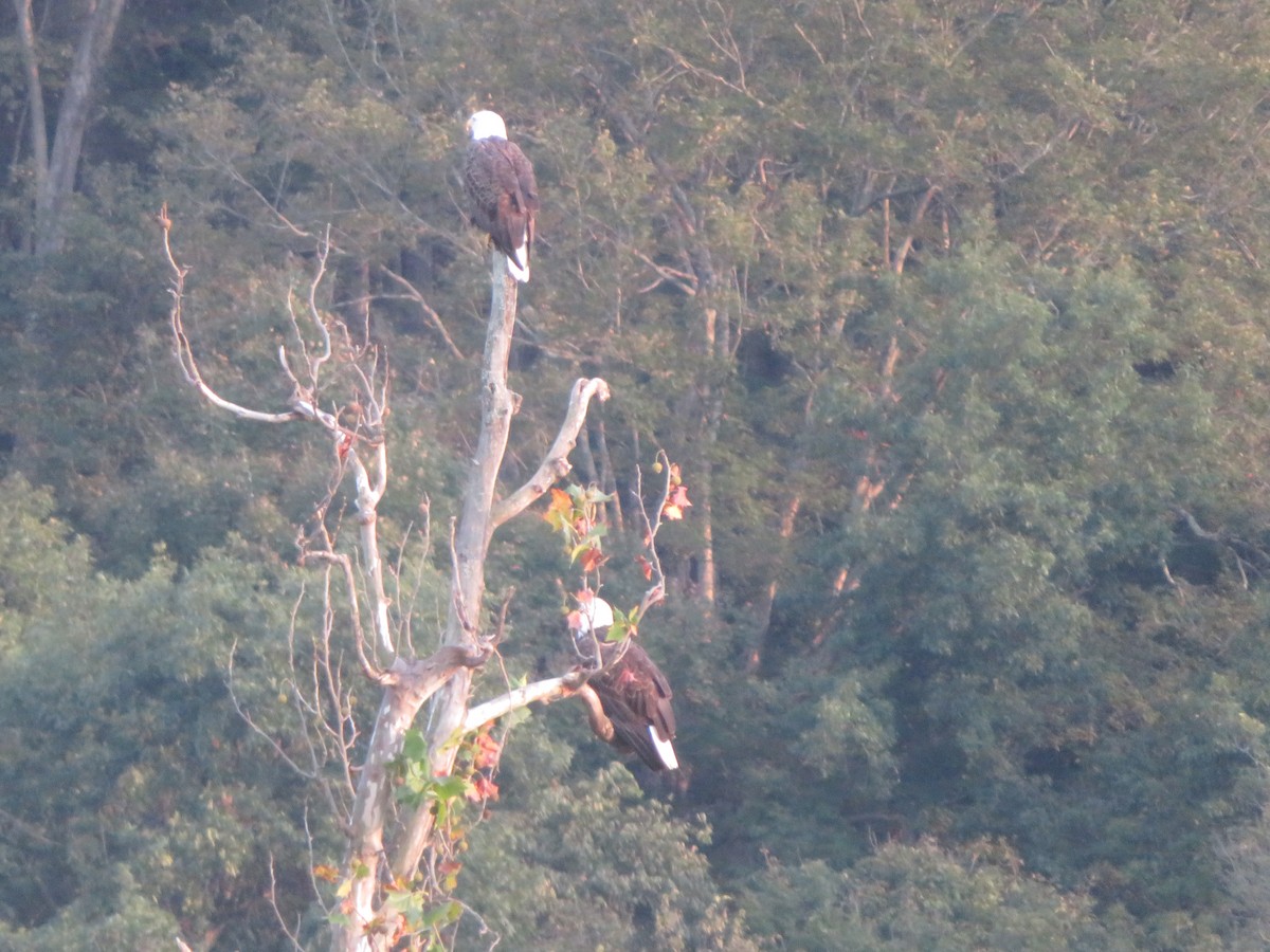 Bald Eagle - ML642744206