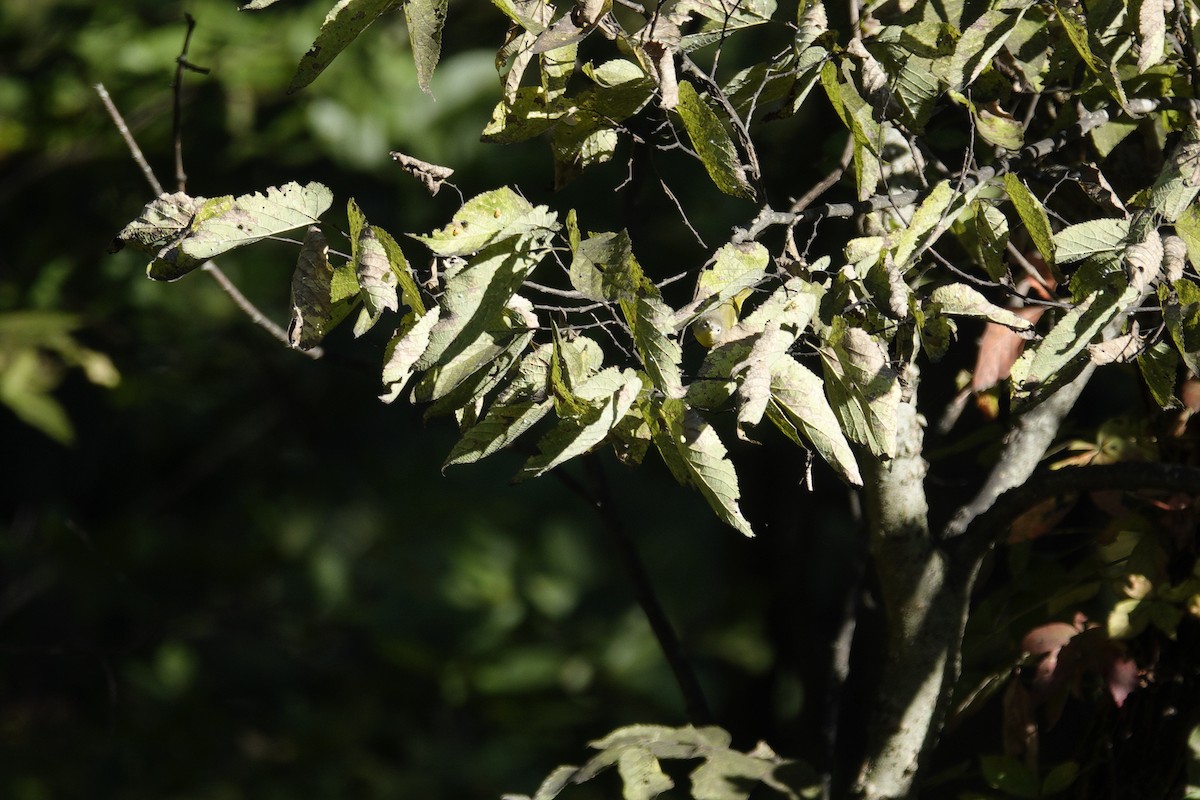 Nashville Warbler - Kathleen Conner