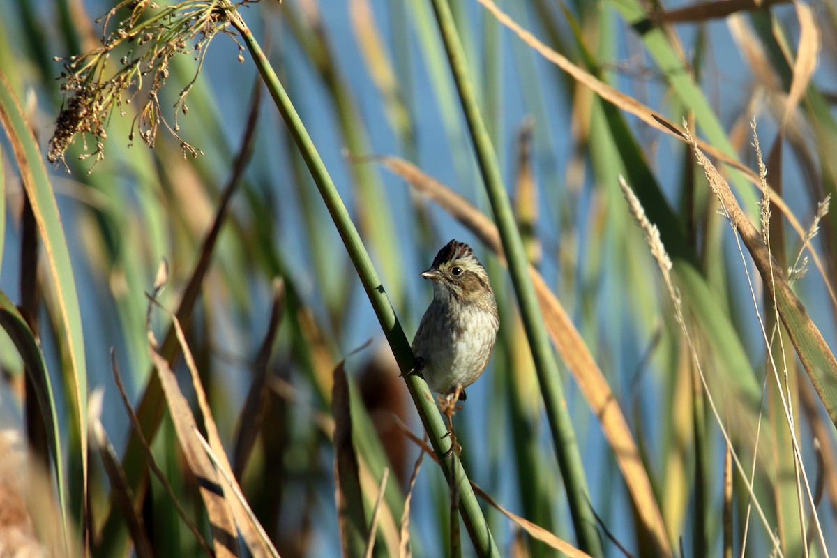 Swamp Sparrow - ML642744220