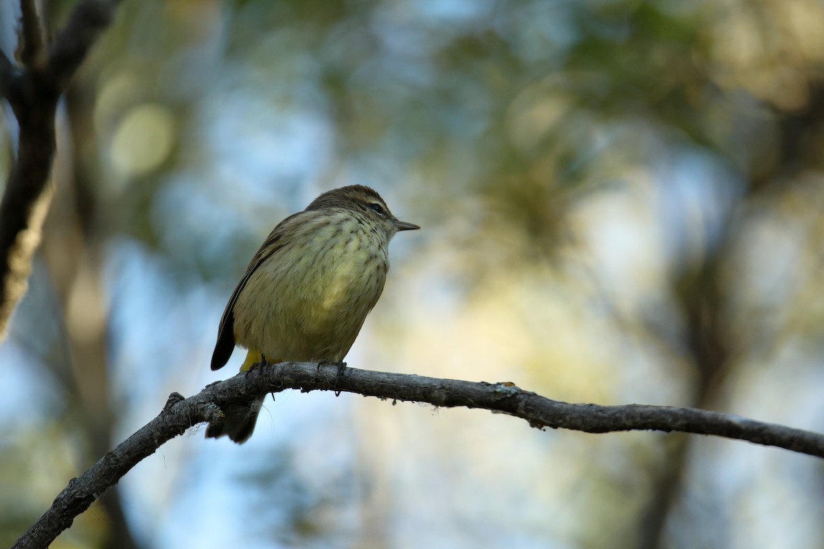 Palm Warbler - ML642744229