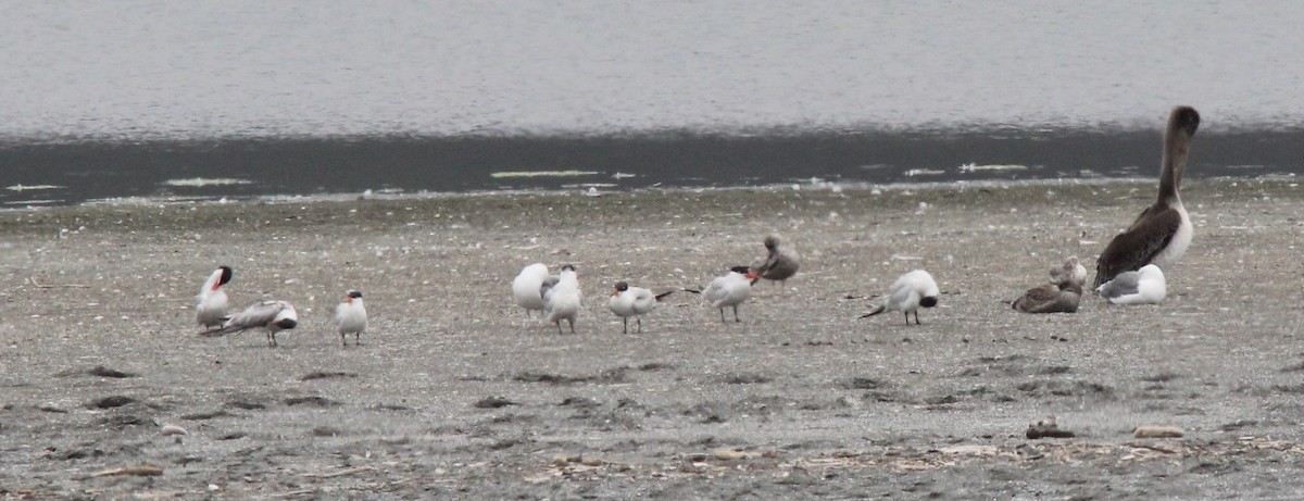 Caspian Tern - ML642744239