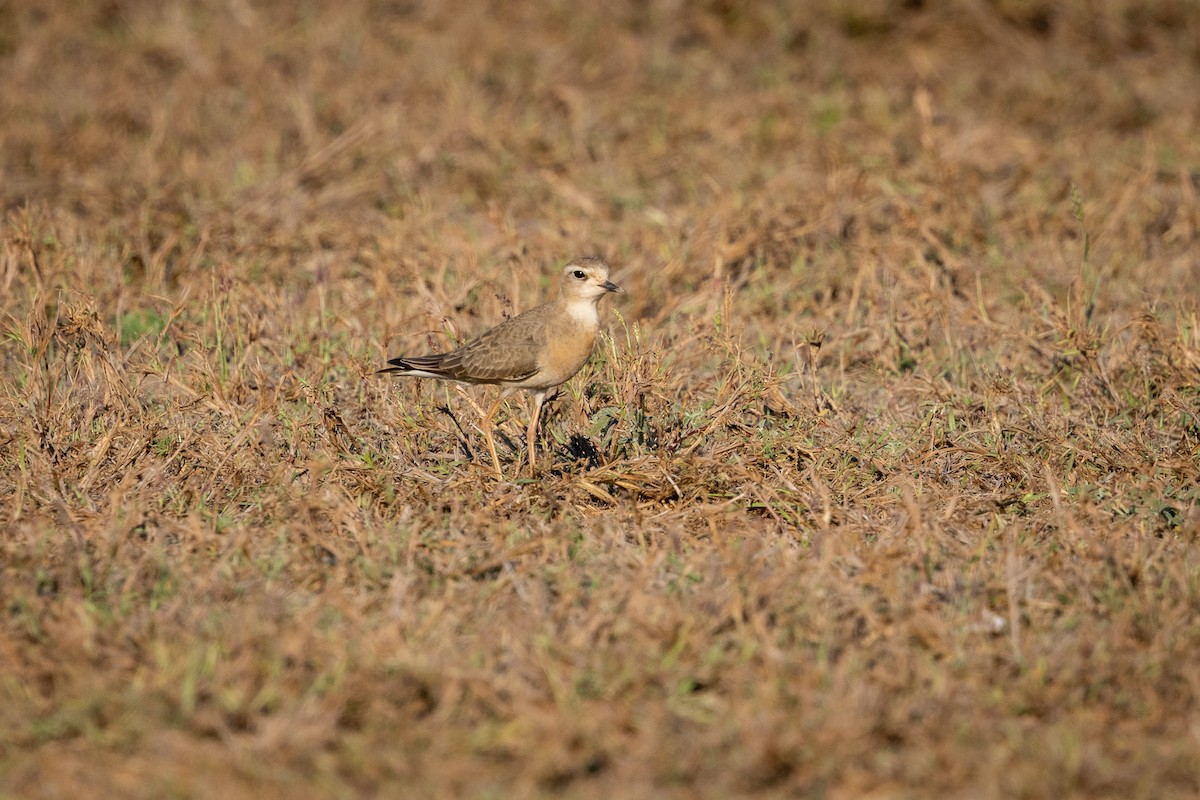 Oriental Plover - ML642744241