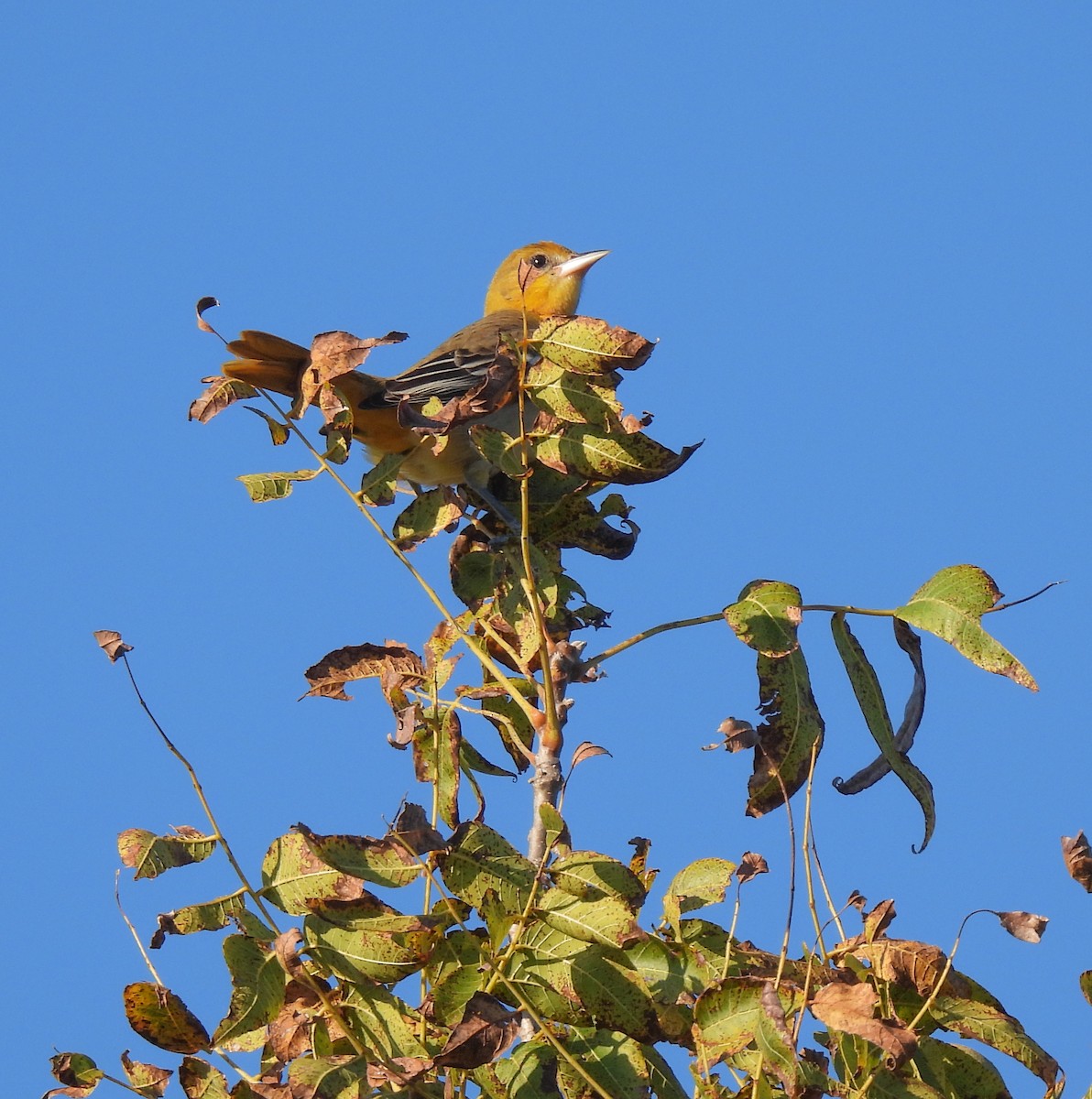 Orchard Oriole - ML642744253