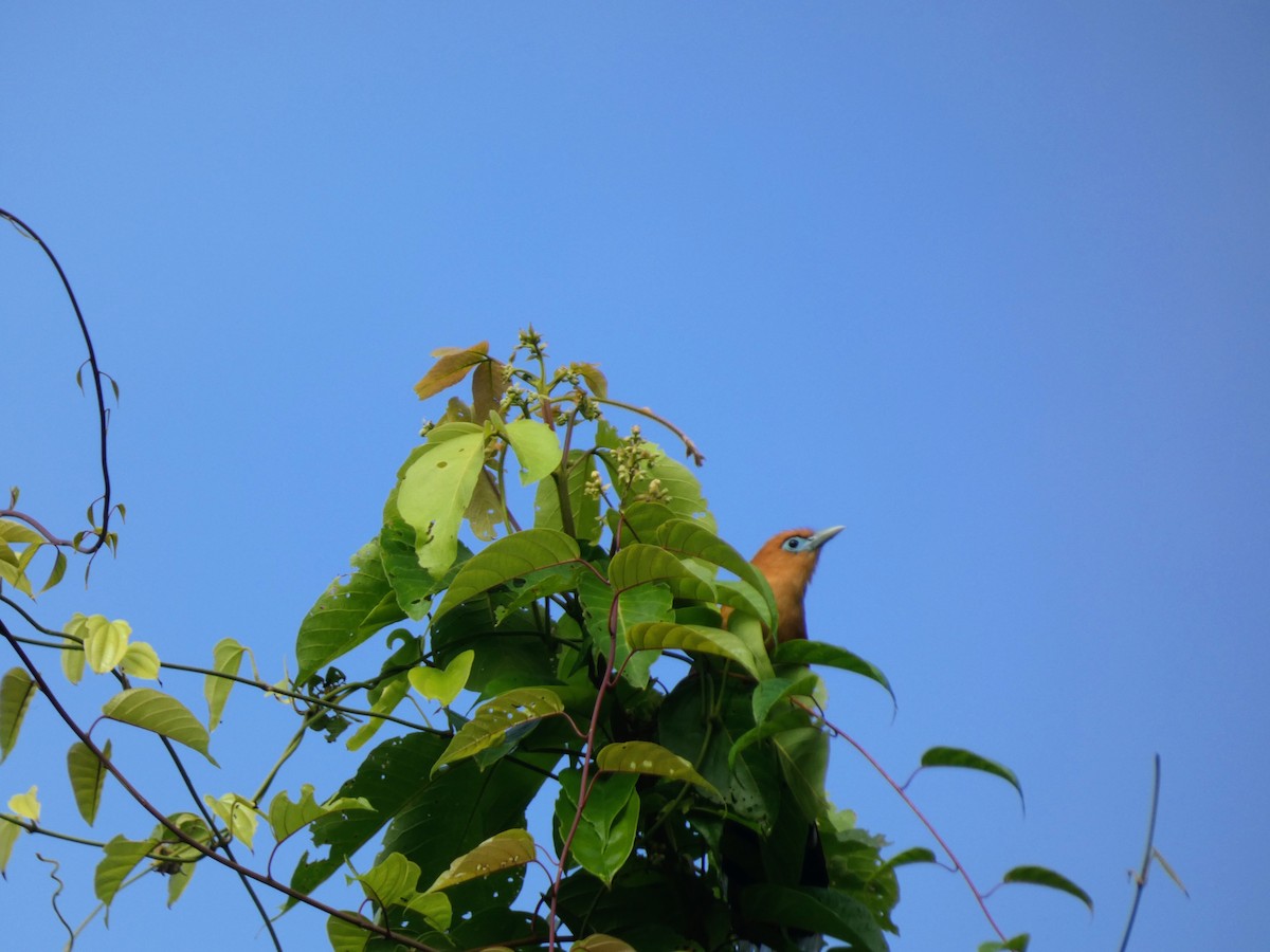 Raffles's Malkoha - ML642744259