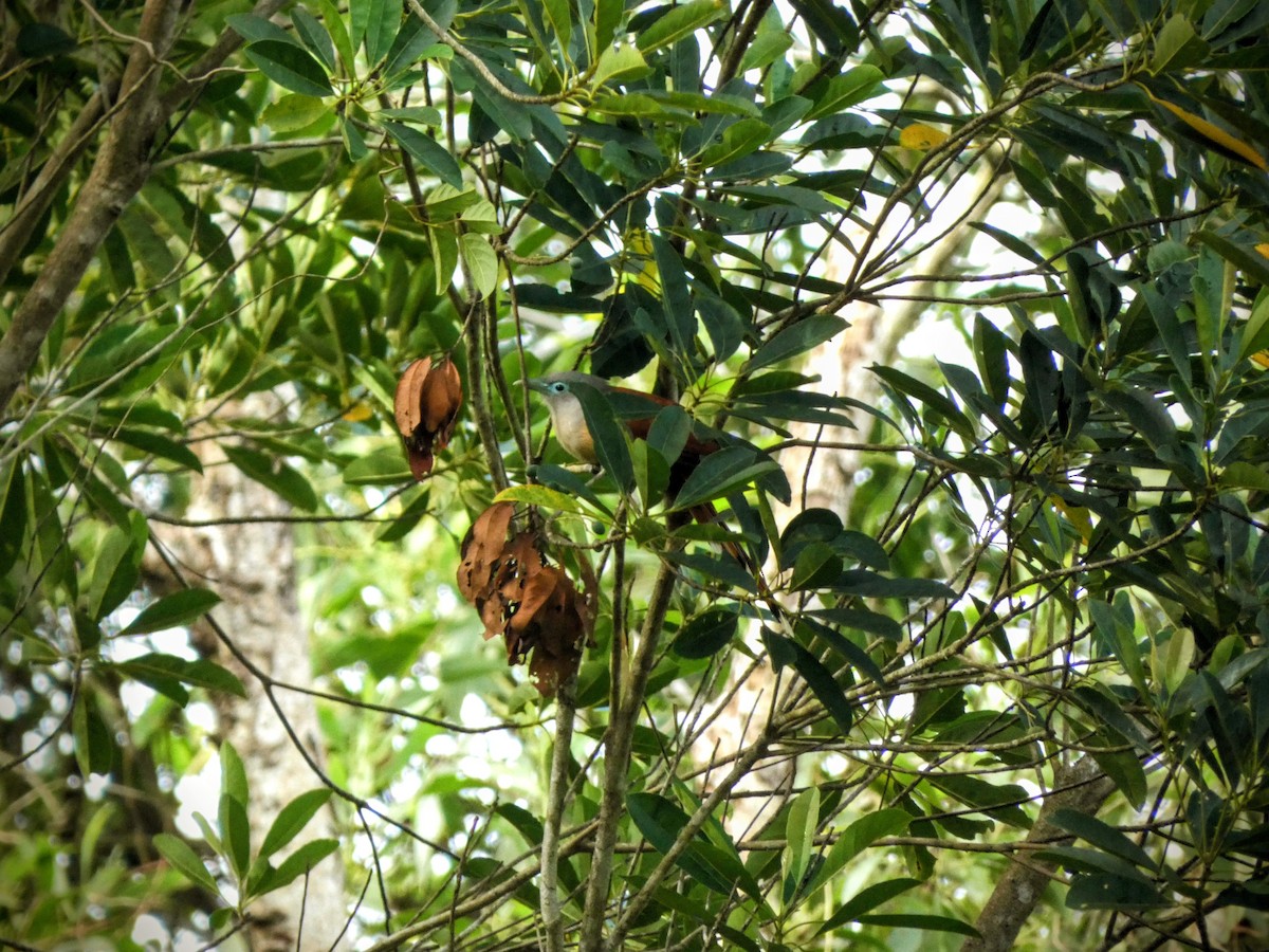 Raffles's Malkoha - ML642744260