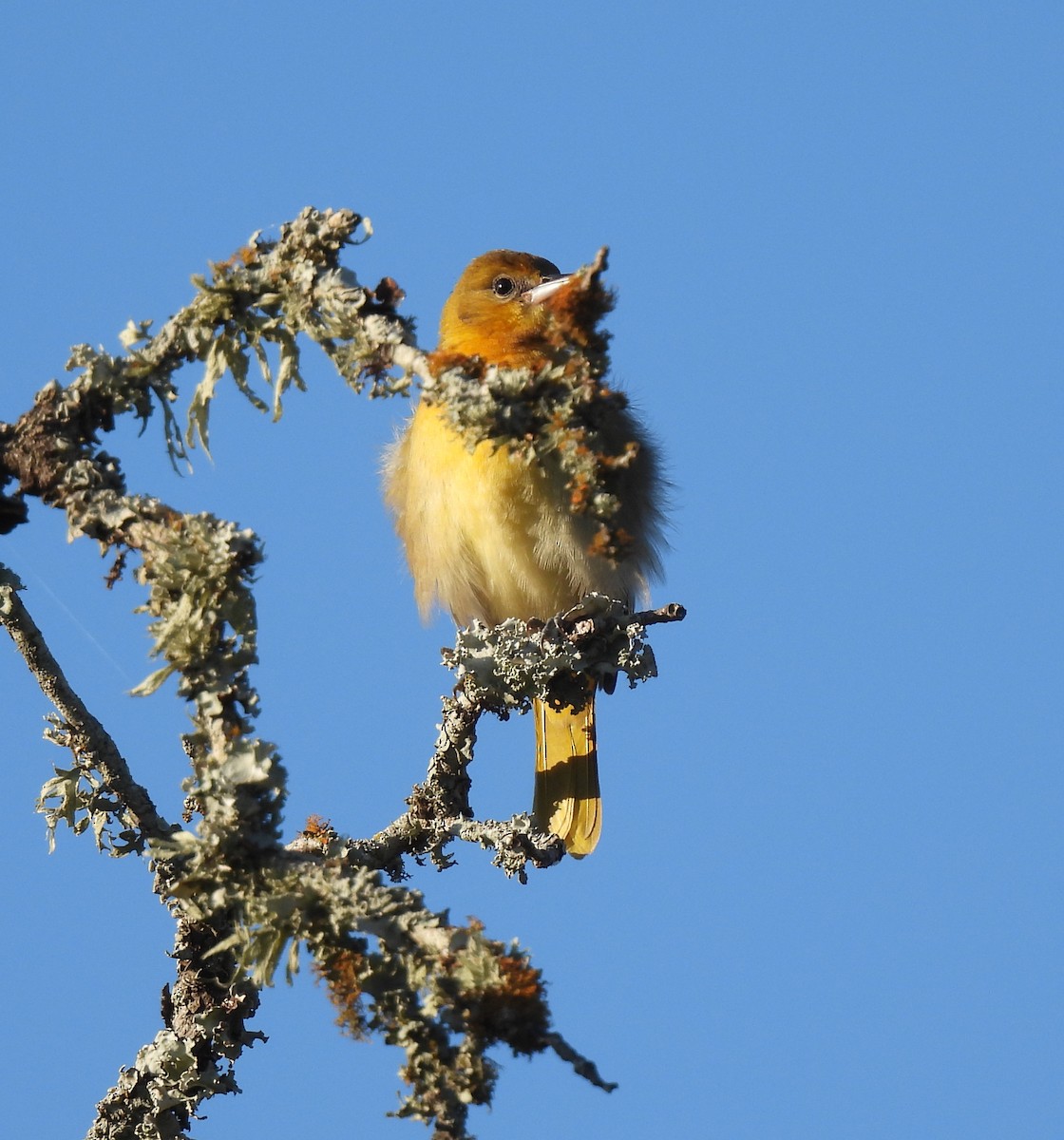 Orchard Oriole - ML642744263