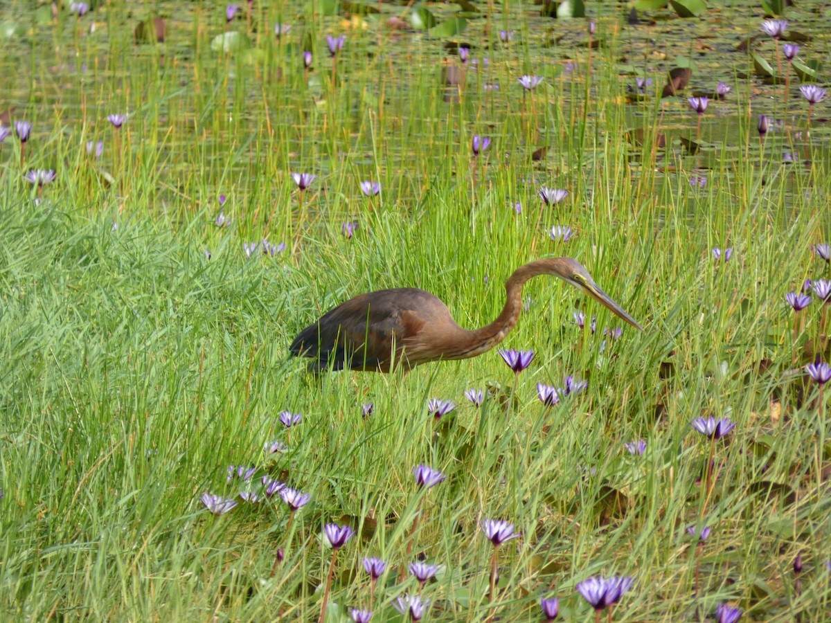 volavka červená - ML642744264