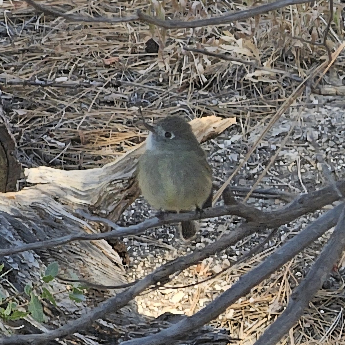 Hammond's Flycatcher - ML642744265