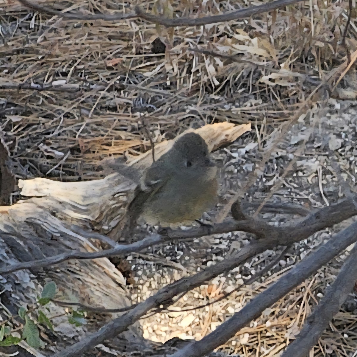 Hammond's Flycatcher - ML642744266