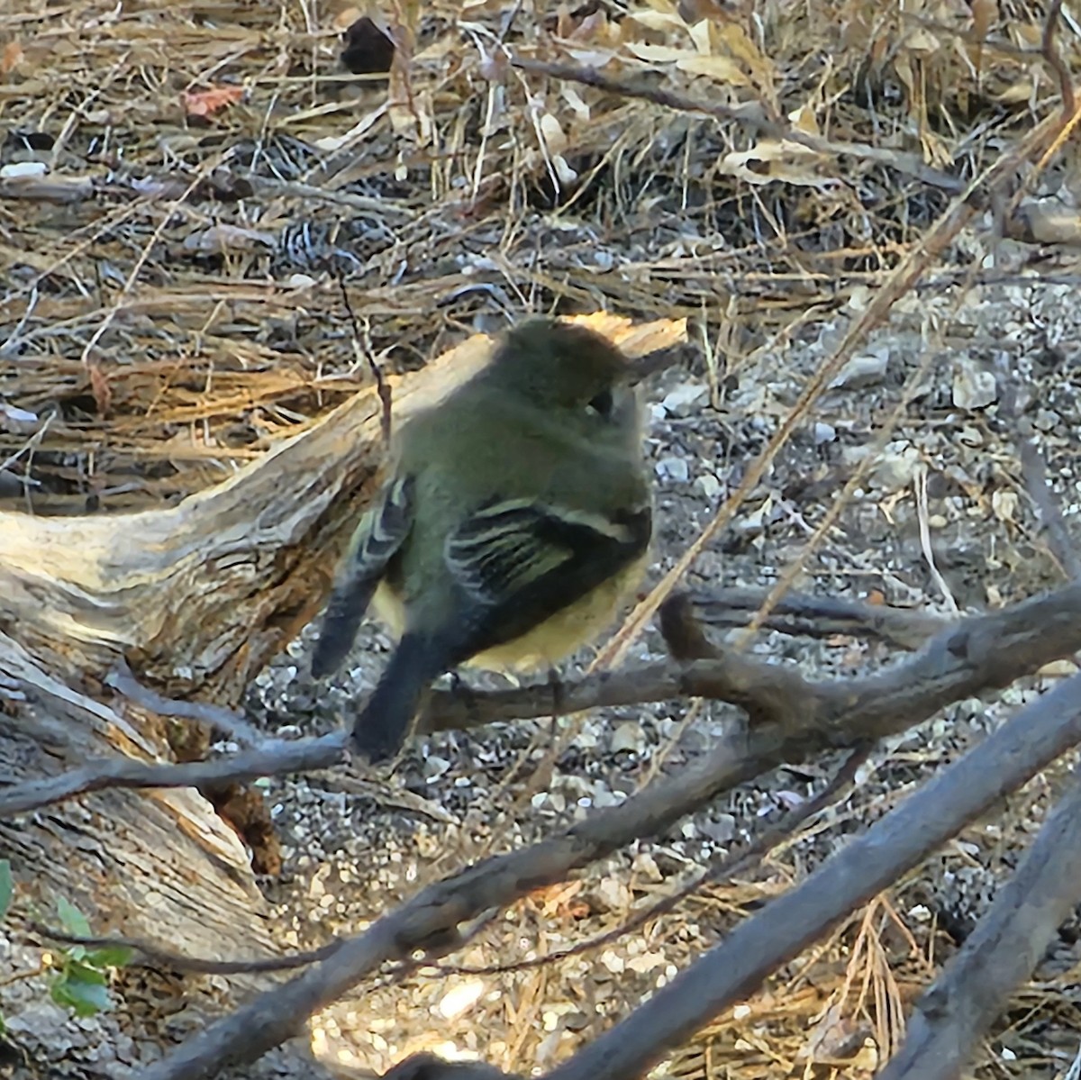 Hammond's Flycatcher - ML642744267