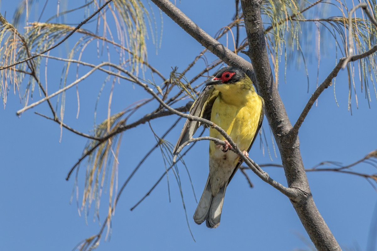 Australasian Figbird - ML642744269
